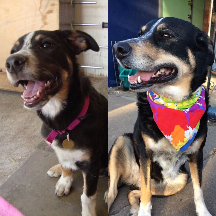 4 Month Old Pound Puppy. 5 Year Old Full Fledged Family Member