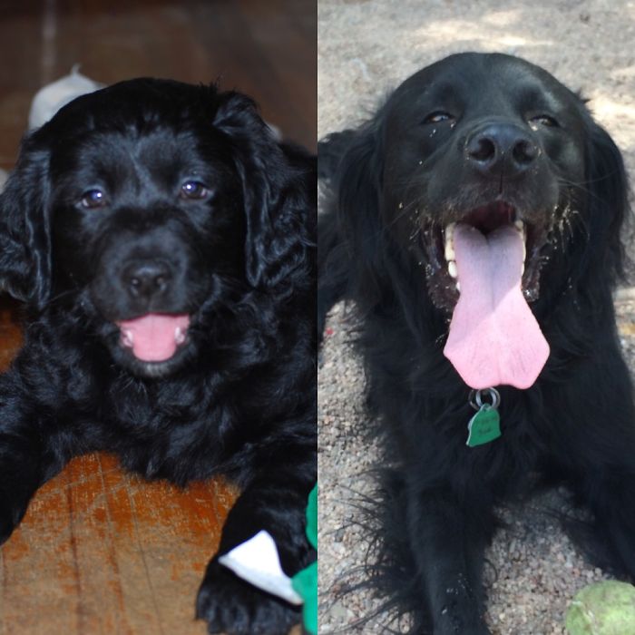 Spangold Charlie At 8 Weeks And At 4 Years