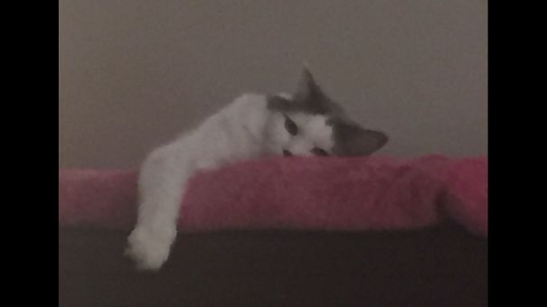 I Gave My Cat A Bit Of Catnip Then Got On My Phone. She Stared At Me Like This All Night...