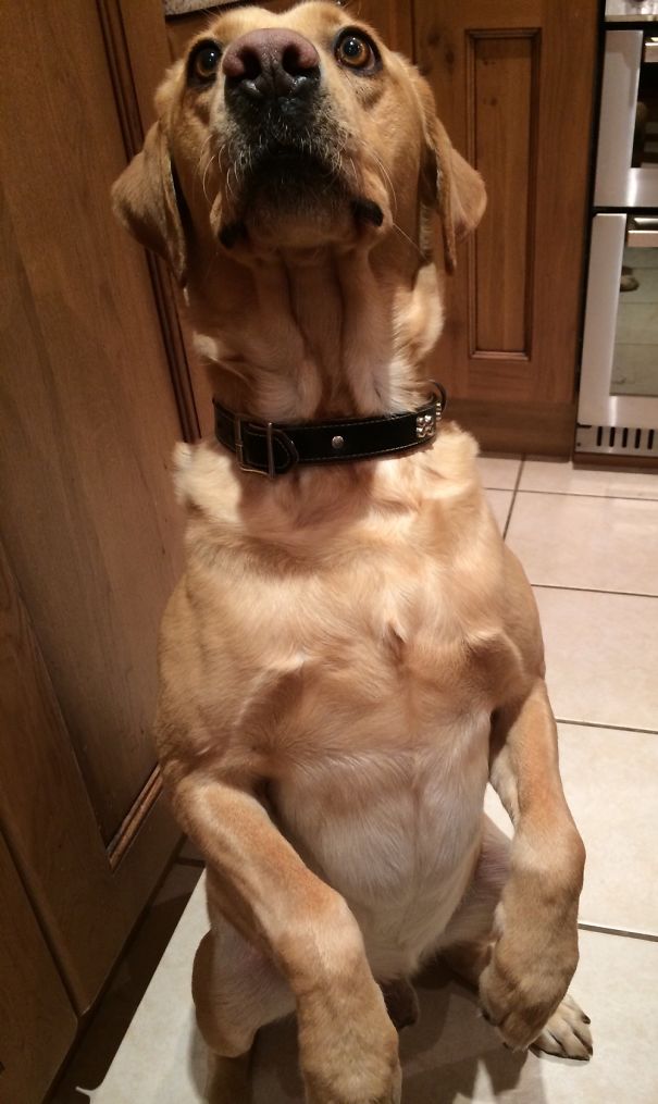 My Doggo Becomes A Kangaroo When He Wants A Treat