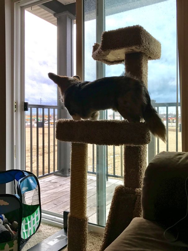 My Dog Thinks He Is A Cat.