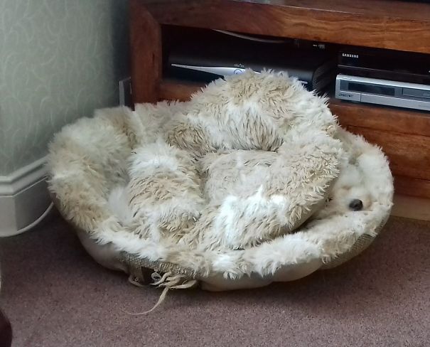 It's 28° Out There And This Is How Honey Chooses To Nap!!.