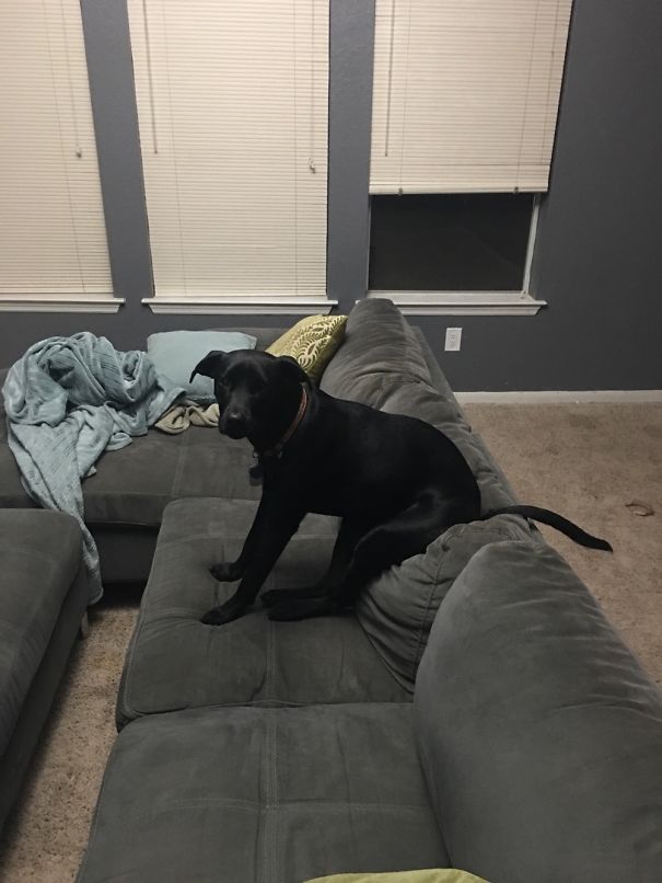 This Is How My Dog Watches TV With Me