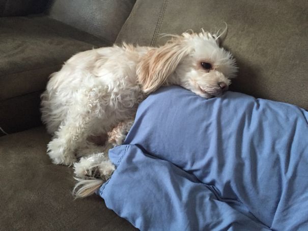 The One Time My Dog Is Allowed On A Couch She Sits Like This