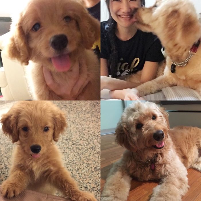 2 Month Old Goldendoodle Pupper Held In 1 Hand To 2 Year Old Teddy Bear. ❤️