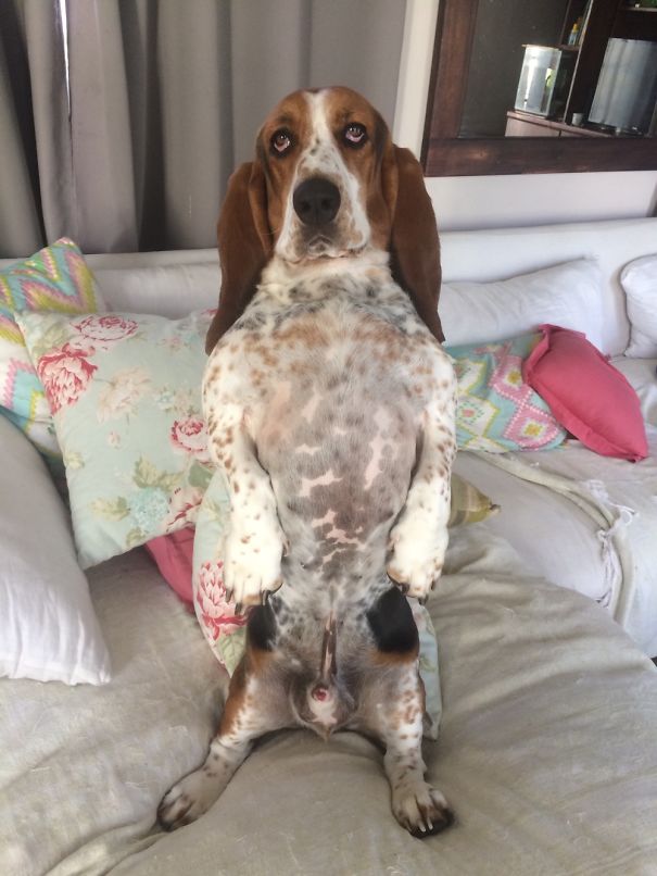 My Meerdog Only Sits Like This