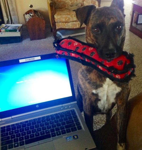 Work Day Done, Daily At 5:01pm, Tazer Finds His Toy For Playtime!