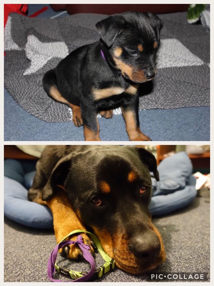 Collars - Then And Now! You Can Just See The Purple One Around His Neck In The Top Pic ☺️