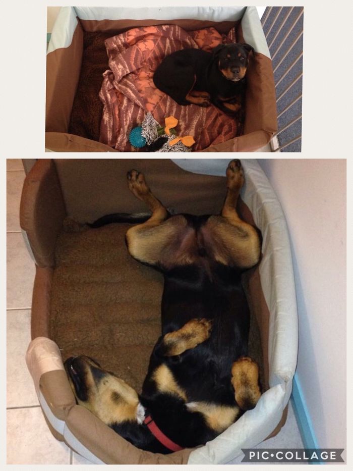 Big Boy Bed - What A Difference Six Months Made!