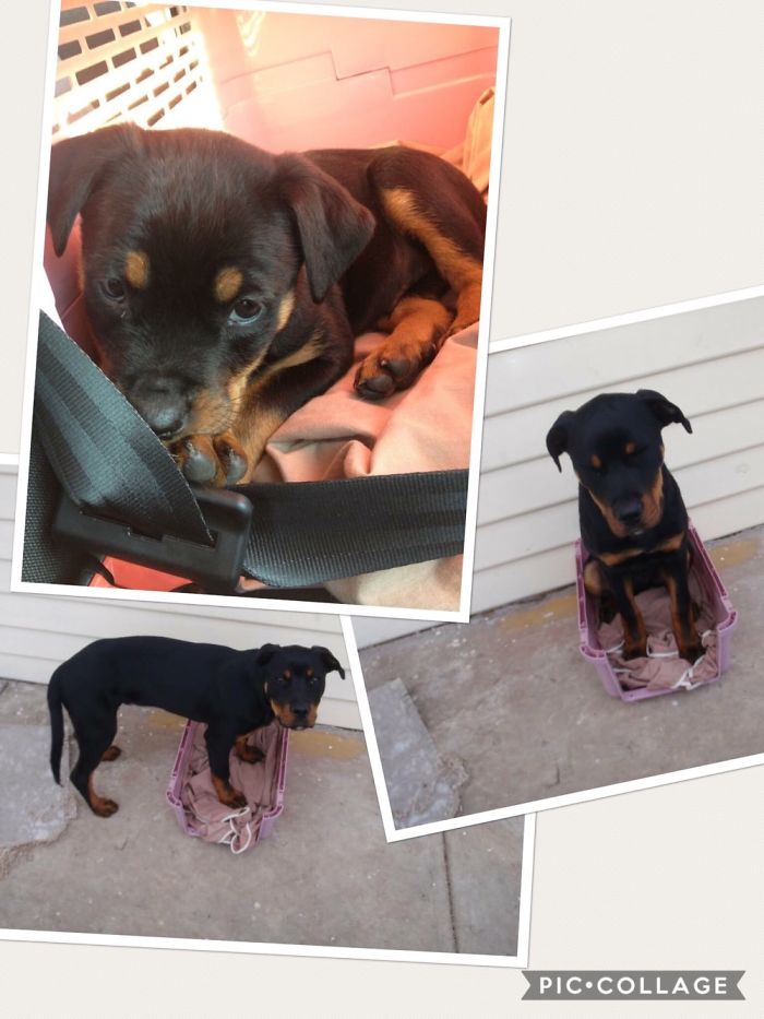 Trying On The Pet Carrier I Brought Him Home In One Last Time.