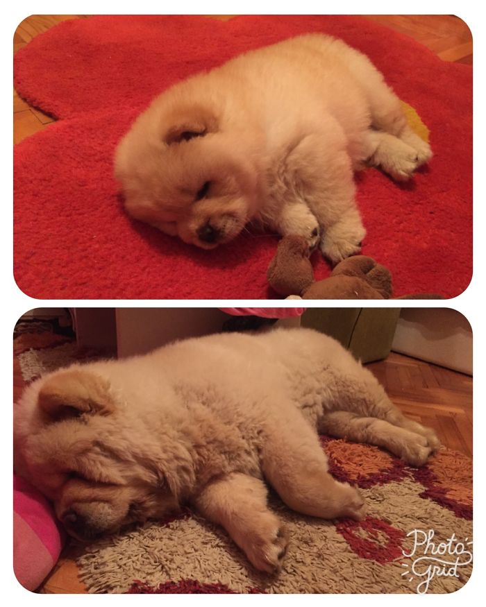 Little Fluff And Big Fluff 😊😊