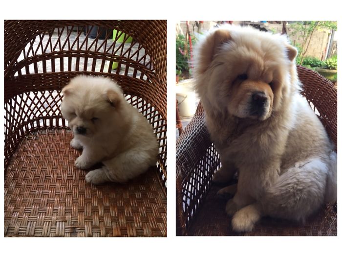 Same Chair And Same Puff, 4 Months Difference ♥️