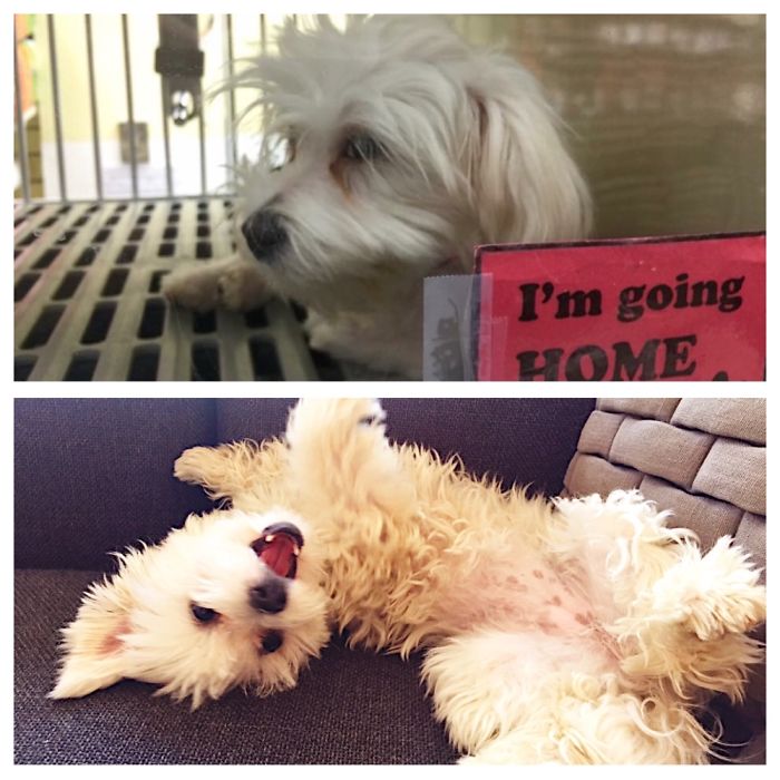 My Little Cookie At 4 Months (the Day She Adopted Me) And At 14 Months