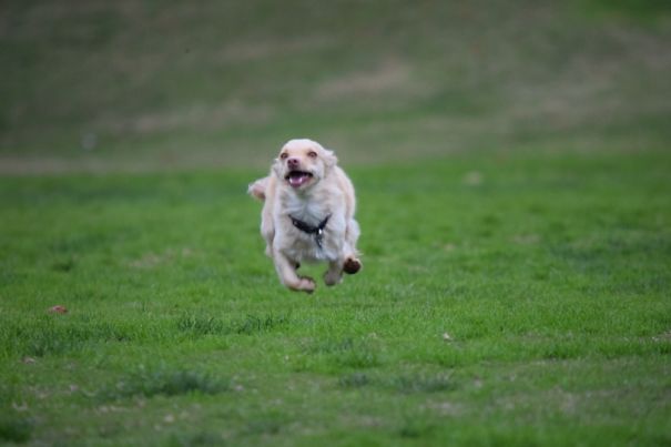 My Dog Thinks She Can Fly.