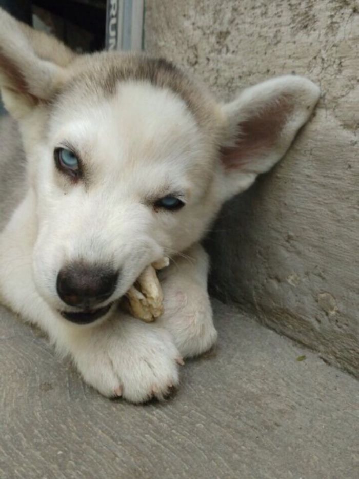 Lil' Yanga Vs 1 Year Old Yanga 💛