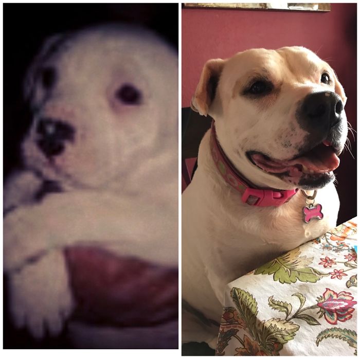 9 Years Of Piggy Love.