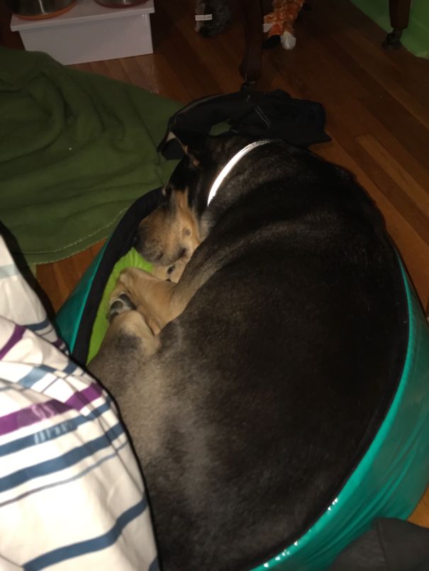 My Dad Got Our 20# Dog A Bed... Bo Decided It Was His Instead.