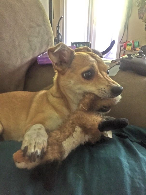 He Got Distracted By The Tv.