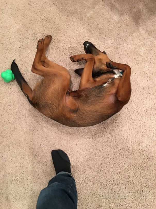 This Is Just What He Does. He's Comfy