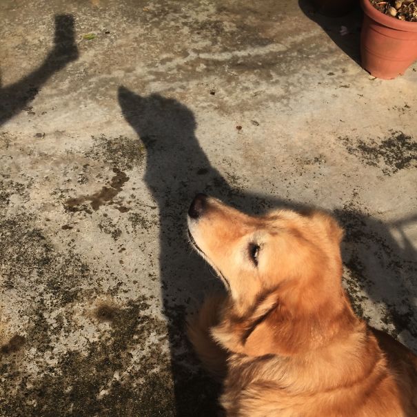 My Shadow Love Selfie