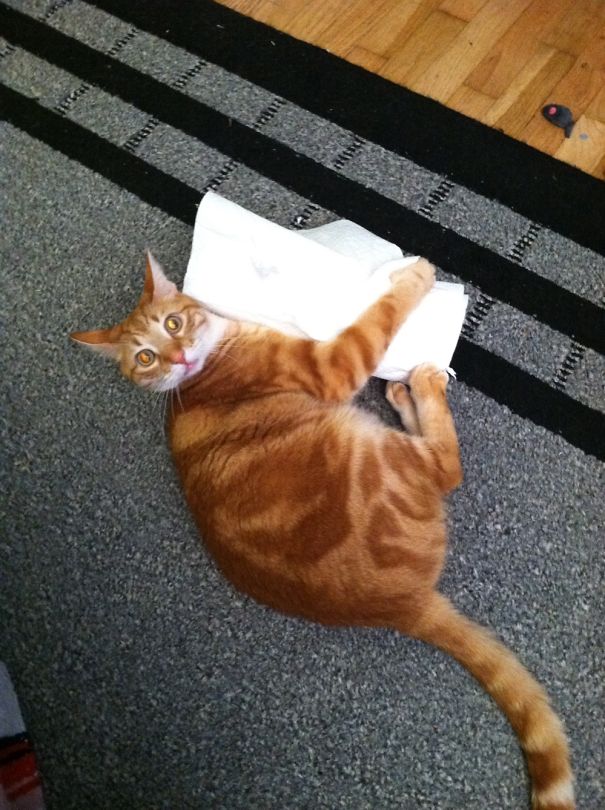 I Have 3 Cats And Never Suspected This One!