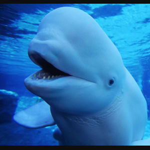 abigailpantig avatar