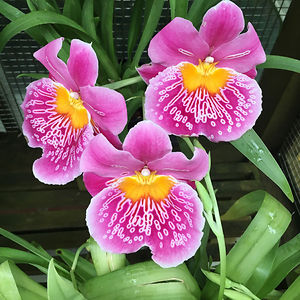 virginiafinigan avatar