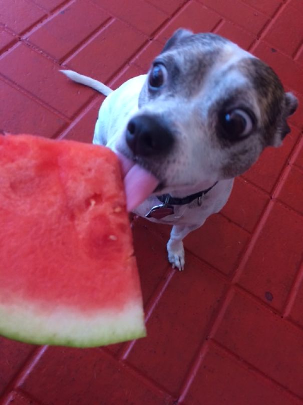 Watermelon Love