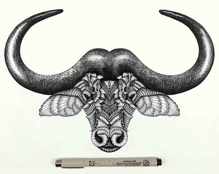 Animal Drawings