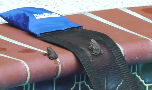 This Genius Invention Is Saving Animals From Terrible Death This Genius Invention Is Saving Animals From Terrible Death