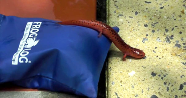 This Genius Invention Is Saving Animals From Terrible Death This Genius Invention Is Saving Animals From Terrible Death