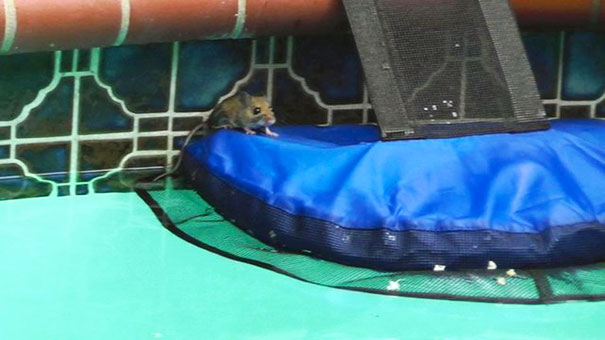 This Genius Invention Is Saving Animals From Terrible Death This Genius Invention Is Saving Animals From Terrible Death