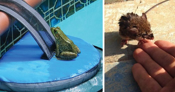 Biologist Upset From Finding Dead Frogs In His Pool Invents A Raft That Helps Animals EscapeBiologist Upset From Finding Dead Frogs In His Pool Invents A Raft That Helps Animals Escape