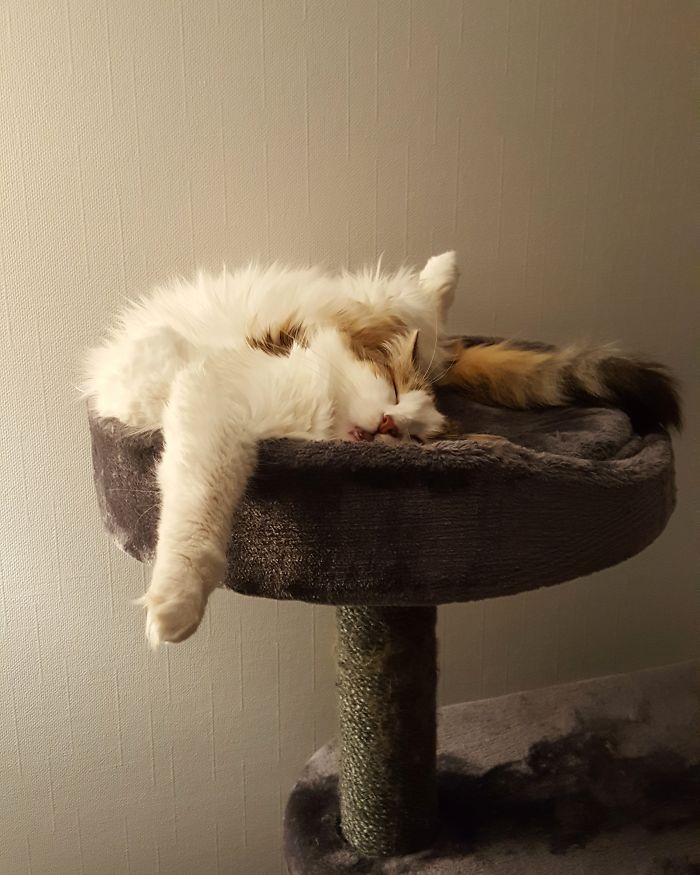 My Cat Sleep Like This On His Tree
