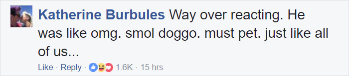 Paparazzo Touches Jennifer Lawrence's Dog, And Her Rude Reaction Sparks Heated Discussions Paparazzo Touches Jennifer Lawrence's Dog, And Her Rude Reaction Sparks Heated Discussions