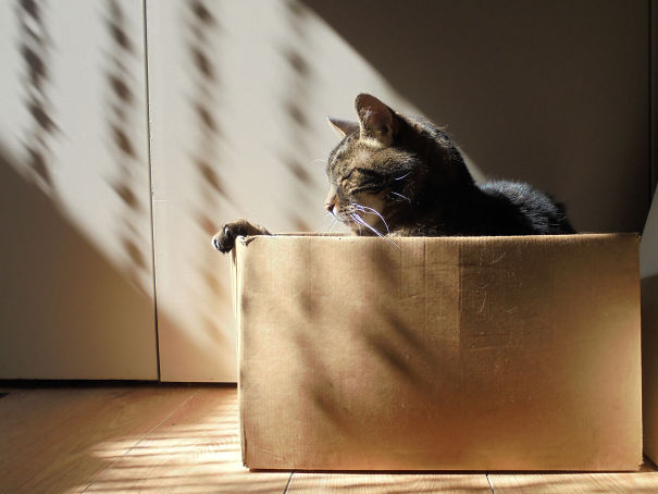 Kees (rip) , A Sun Worshiper