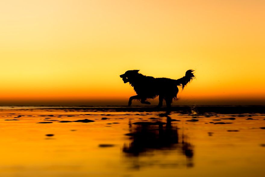 Rescue Dogs Charity Category 2nd Place Winner Martin Tosh, UK