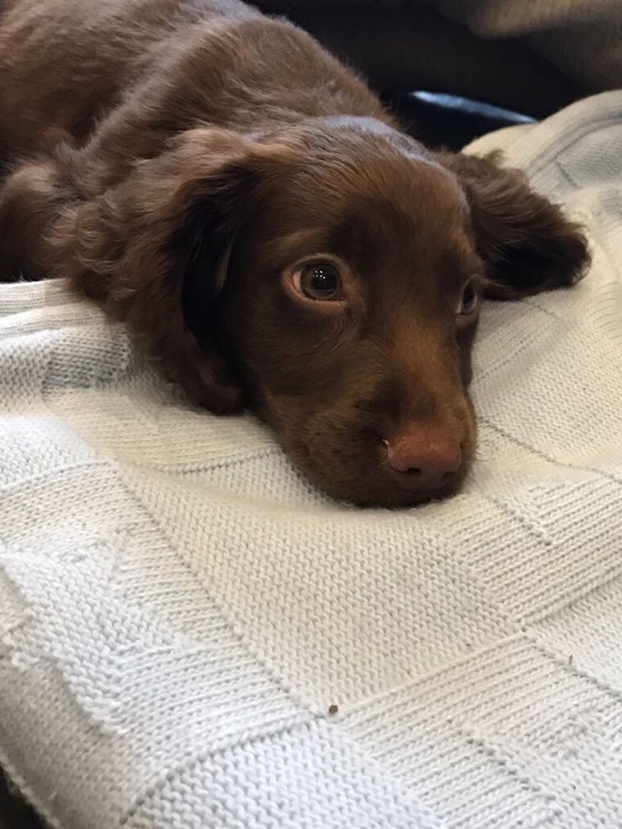 Young Pup Photographer (under 11s) 1st Place Winner Jay Case, UK