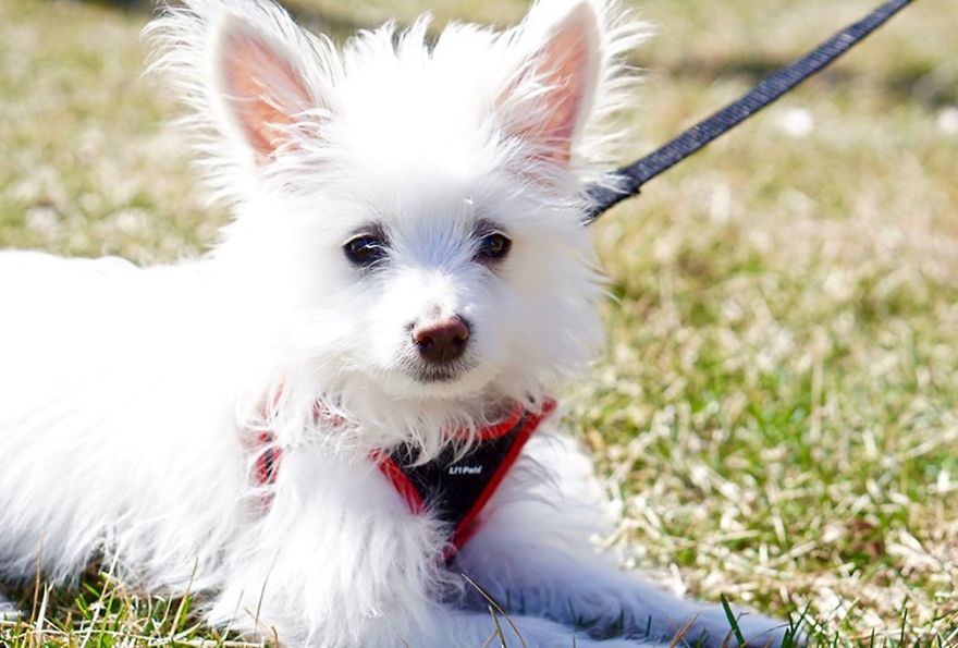 Young Pup Photographer (under 11s) 3rd Place Winner Samantha Hung, USA