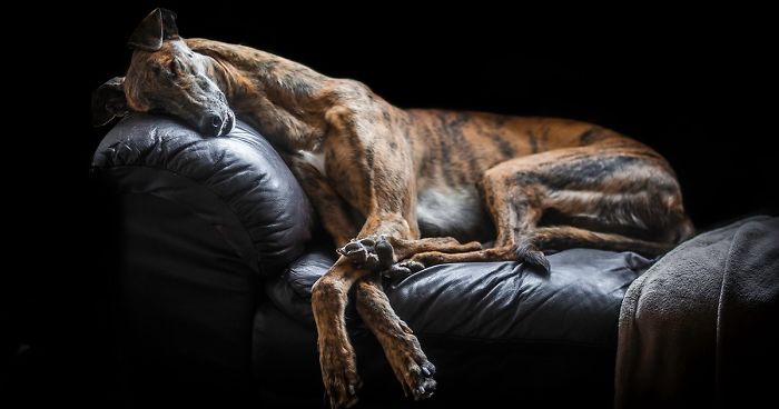 ‘Dog Photographer Of The Year’ Contest Announces The Winners, And They’re Pawsome