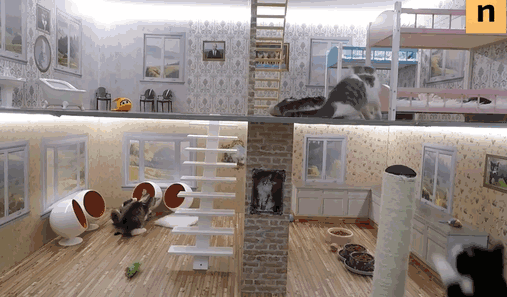 kittens-dollhouse-keeping-up-with-the-kattarshians-0 (2) kittens-dollhouse-keeping-up-with-the-kattarshians-0 (2)