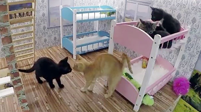 kittens-dollhouse-keeping-up-with-the-kattarshians-14jpg kittens-dollhouse-keeping-up-with-the-kattarshians-14jpg