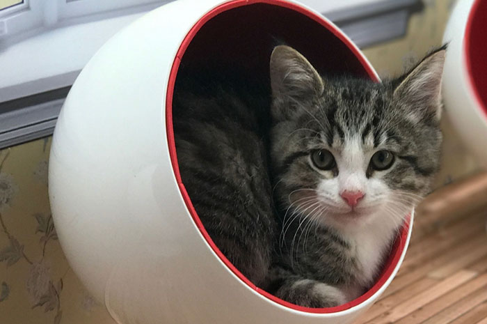 kittens-dollhouse-keeping-up-with-the-kattarshians-5 kittens-dollhouse-keeping-up-with-the-kattarshians-5