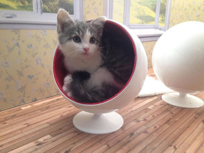 kittens-dollhouse-keeping-up-with-the-kattarshians-9 kittens-dollhouse-keeping-up-with-the-kattarshians-9