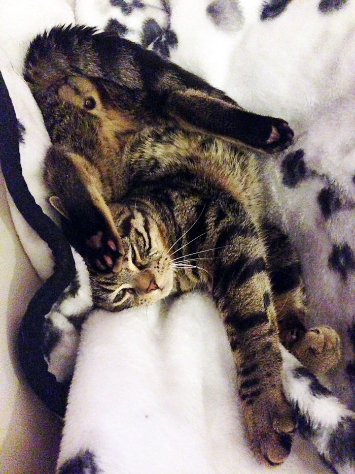 This Is My Cat's Favorite Sleeping Position