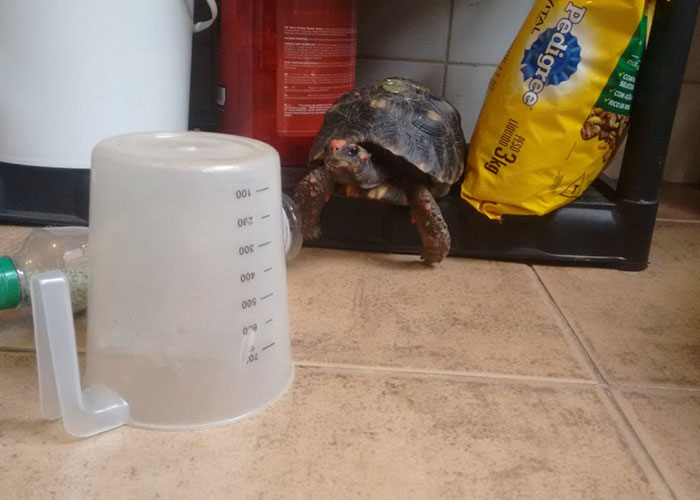 Man Finds Evidence His Tortoise Went Out Partying Without Him... For 3 Weeks