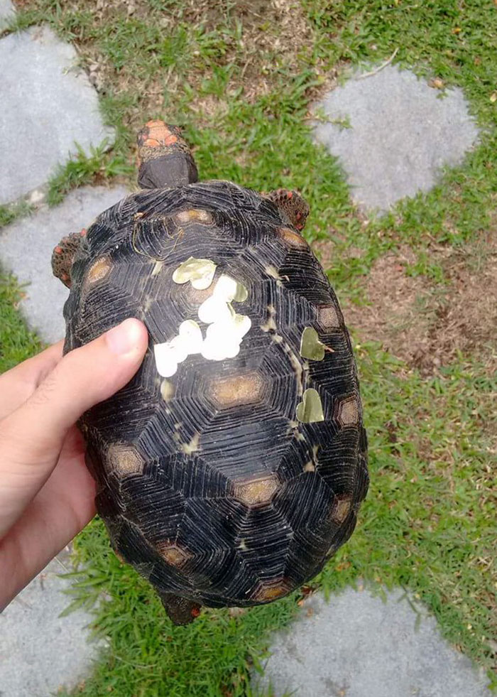 Man Finds Evidence His Tortoise Went Out Partying Without Him... For 3 Weeks