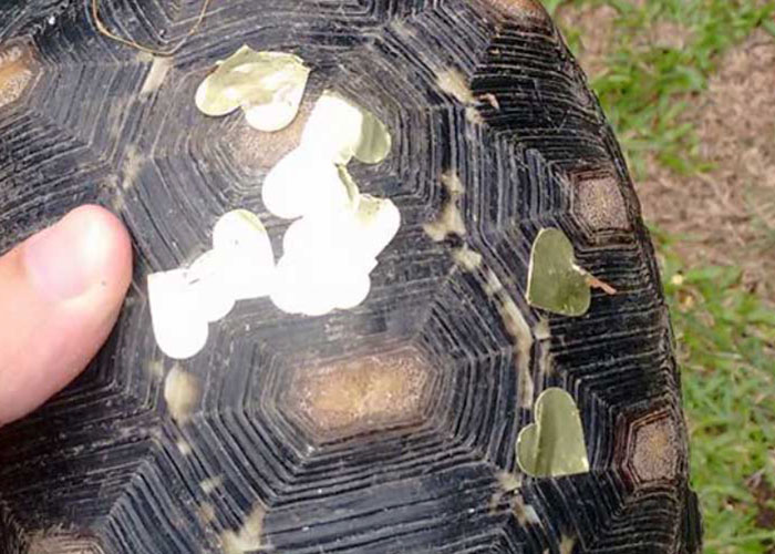 Man Finds Evidence His Tortoise Went Out Partying Without Him... For 3 Weeks