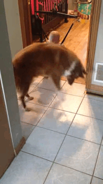 Dog Teaching Baby To Jump