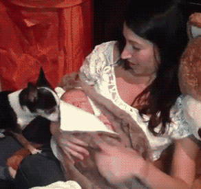 A Dog Tucking In A Sleeping Baby